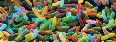 microbiome
