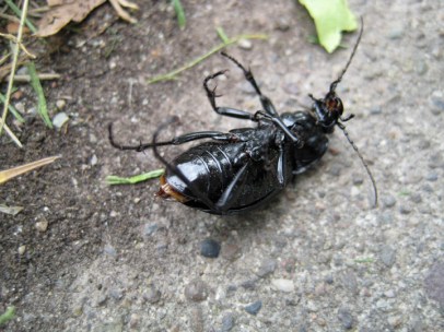beetle-on-back