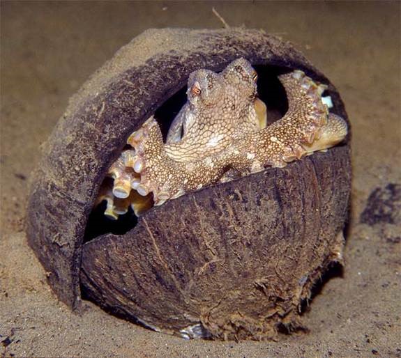 casper-octopus