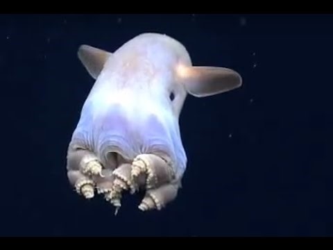 dumbo-octopus