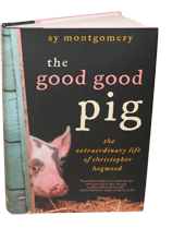 good-good-pig