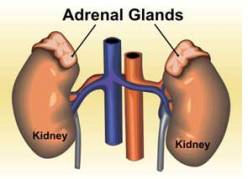 adrenal-glands