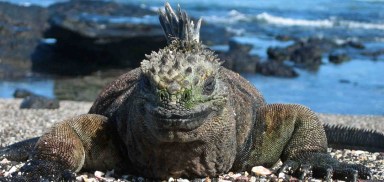 marine-iguanas_2