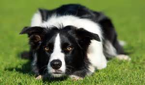 border-collie-986-feet-from-komodo-dragon