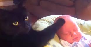 cat soothing baby