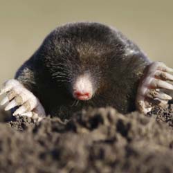 black mole vertical
