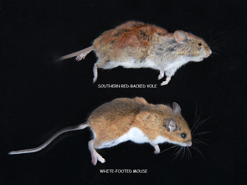 mouse and vole
