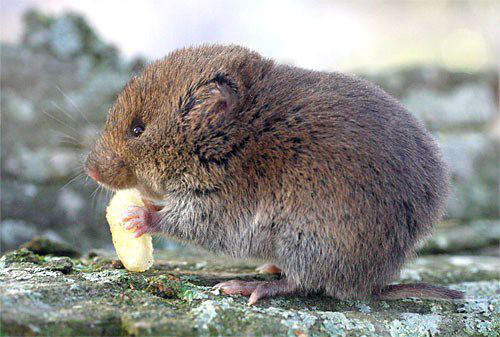 vole nibbling something