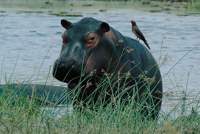 hippo and bird