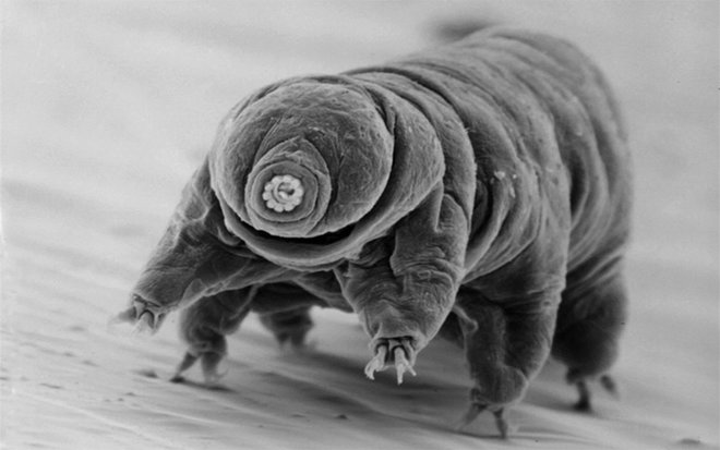 tardigrade