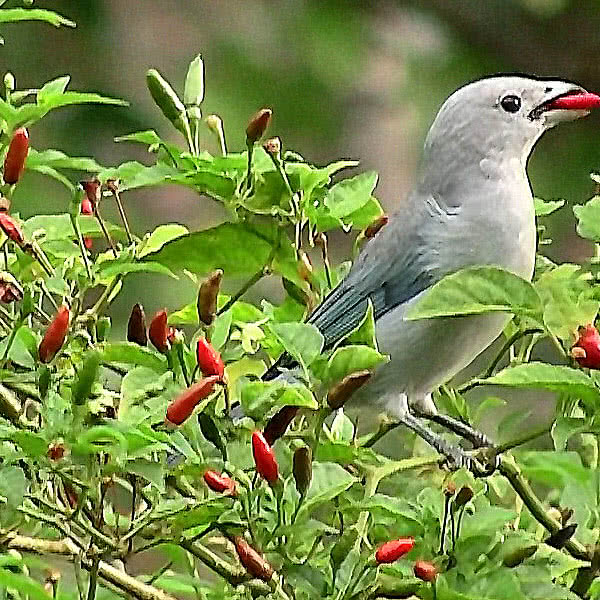 Malagueta pepper