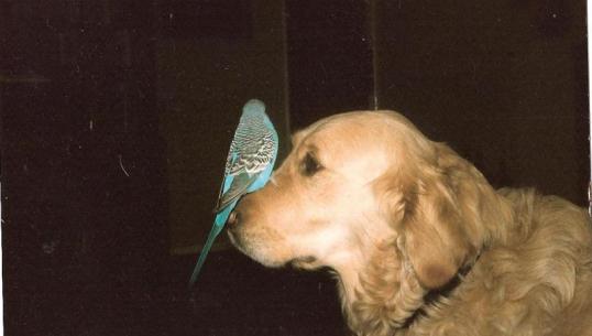 parakeet sitting on nose of golden Labrador Retriever