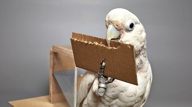 cockatoo nibbling on a piece of cardboard in order to make a tool