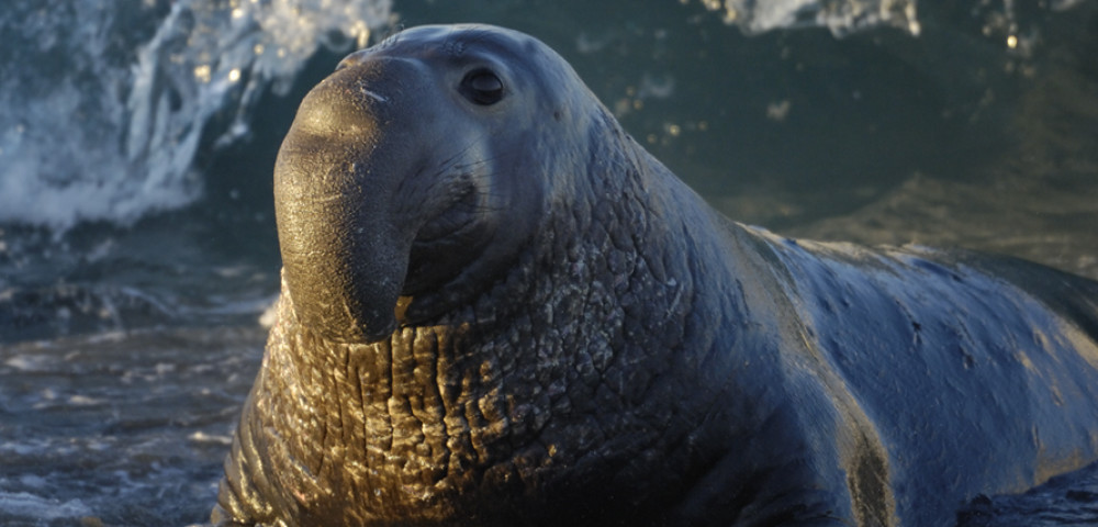 Elephant Seals