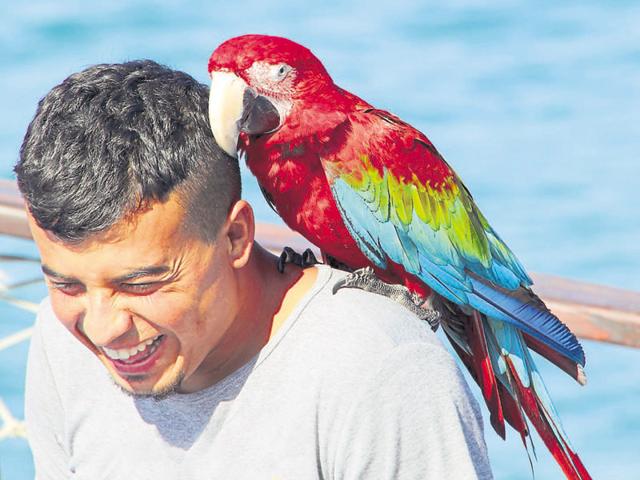 giggling man with large parrot perched on his shoulder