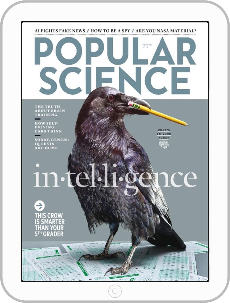 picture of a crow hoilding a pencil in its beak