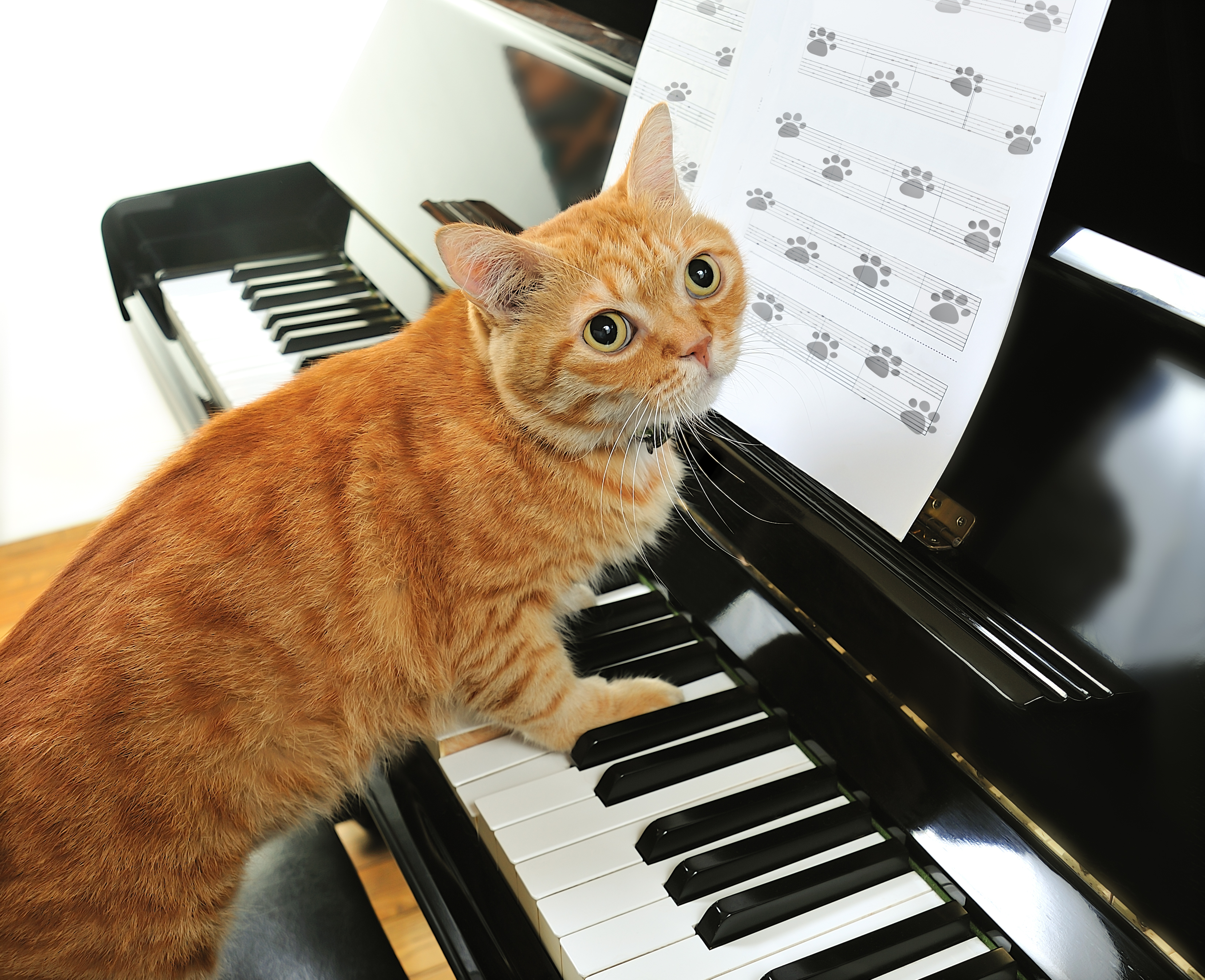 cat playing piano