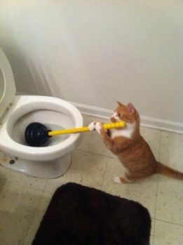 cat holding a toilet plunger
