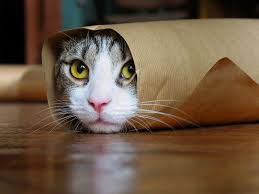 cat wrapped in a paper tube