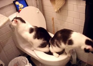 two cats using the toilet simultaneously