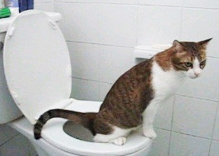 cat perched on toilet seat