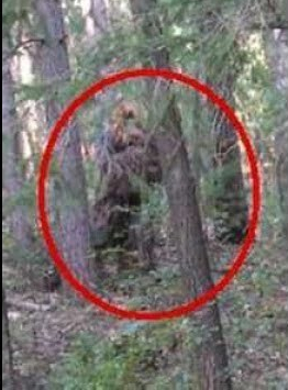 supposed cryptid photo