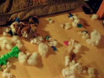 eviscerated dog toys