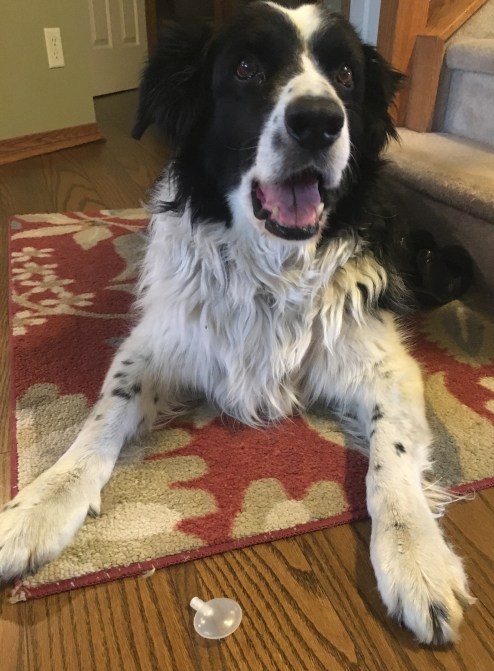 dog proudly guarding a squeaker from a squeaky toy