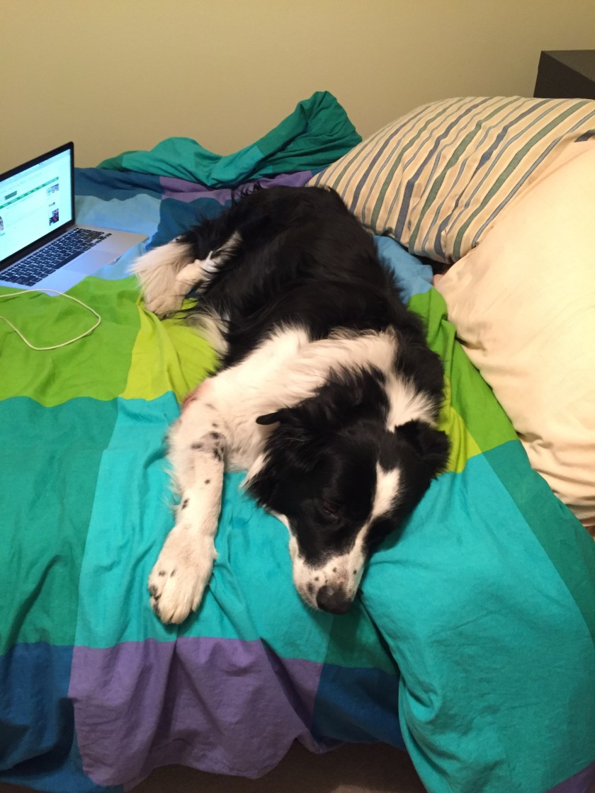 border collie lounging on bed