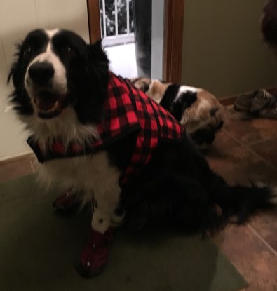 border collie cross wearing coat and booties