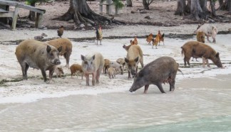 pigs on beach