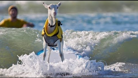 goat standing on surf board