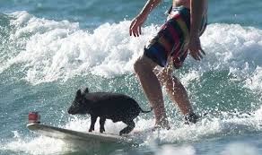 man and small pig on surf board