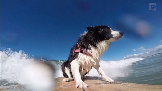 surfing border collie
