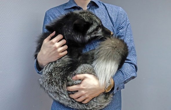 person holding silver fox