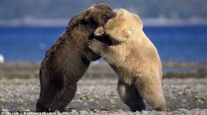 grizzly bear tussling with polar bear