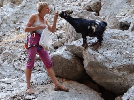rock climber feeding goat