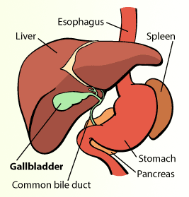 diagram of liver, gallbladder, stomach and pancreas