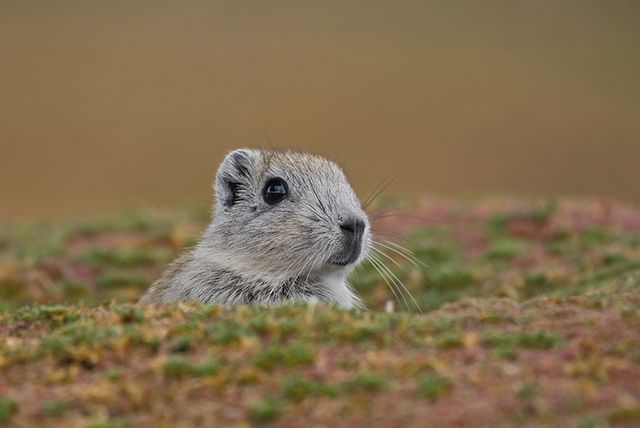 andean mountain cavy