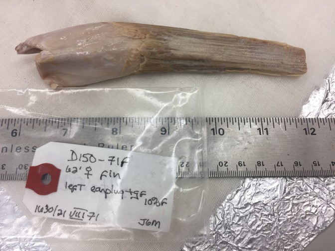 cone of whale earwax
