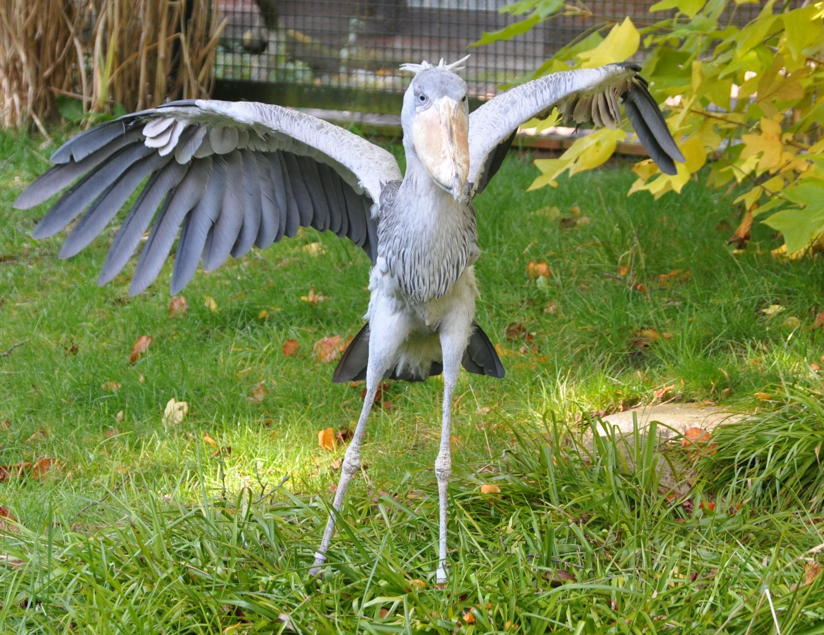 shoebill doing yoga
