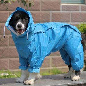 Border Collie in raincoat