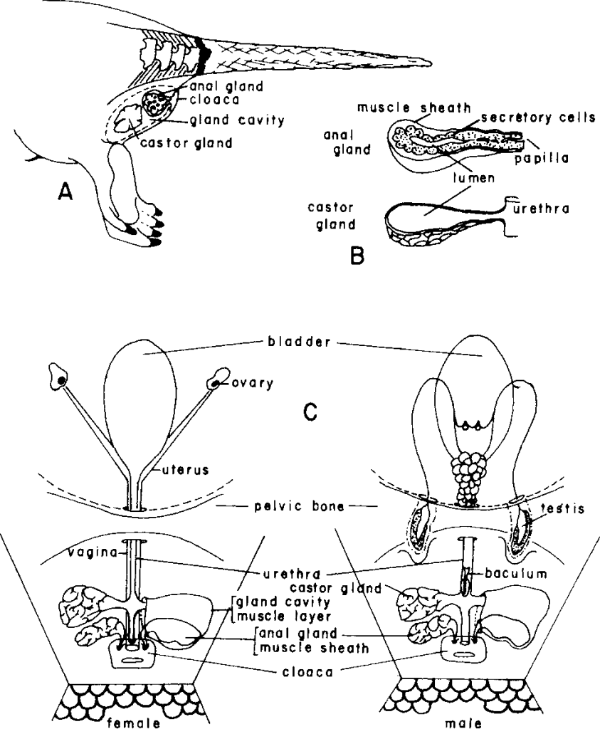 anatomical drawing of castor glands