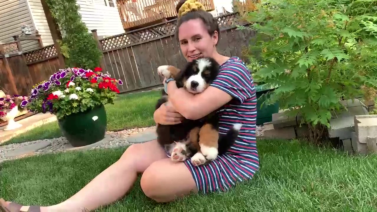 young woman with blissful expression cuddling Bernese Mountain dog