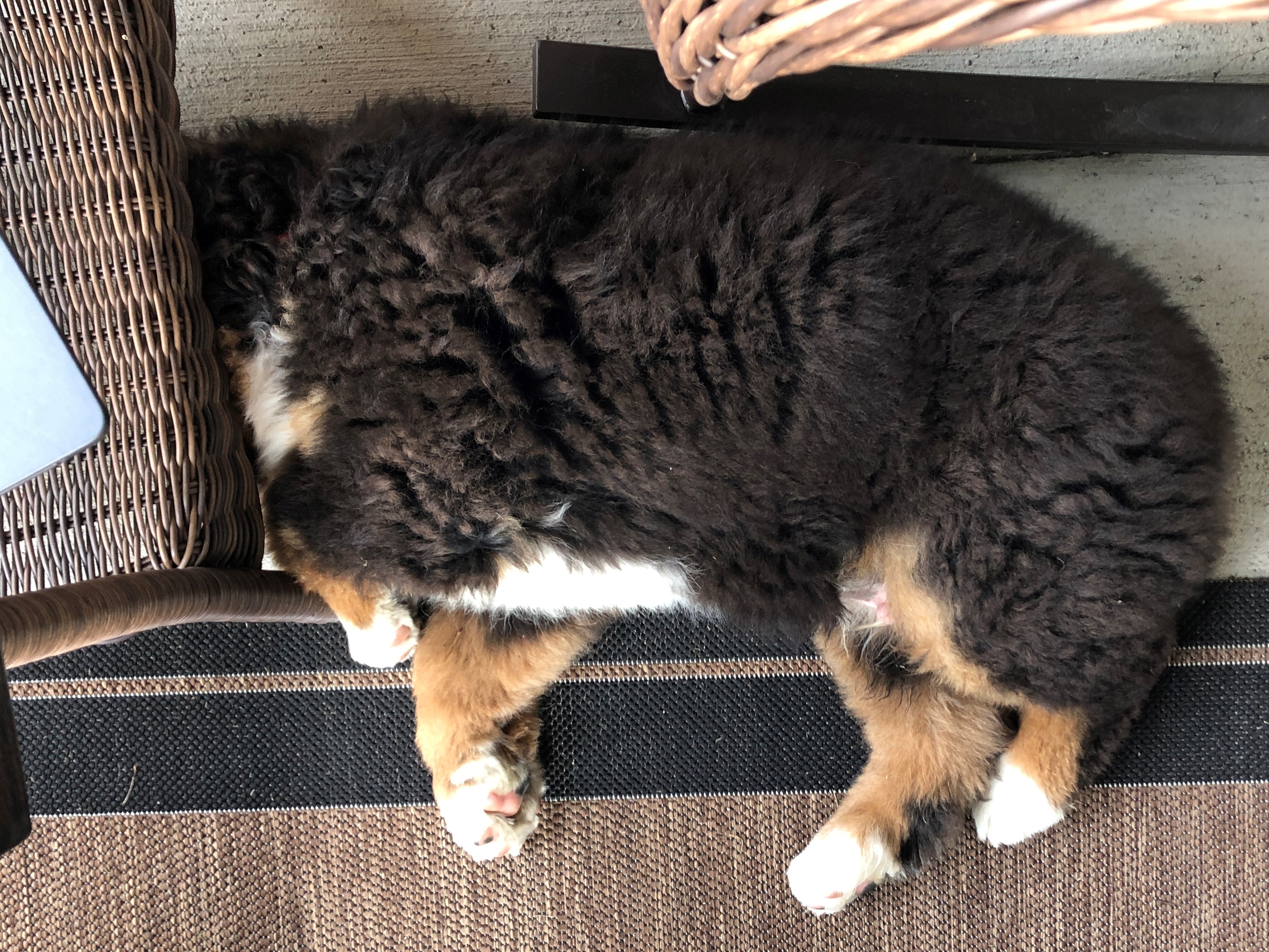 photo of puppy sleeping with its head under a table