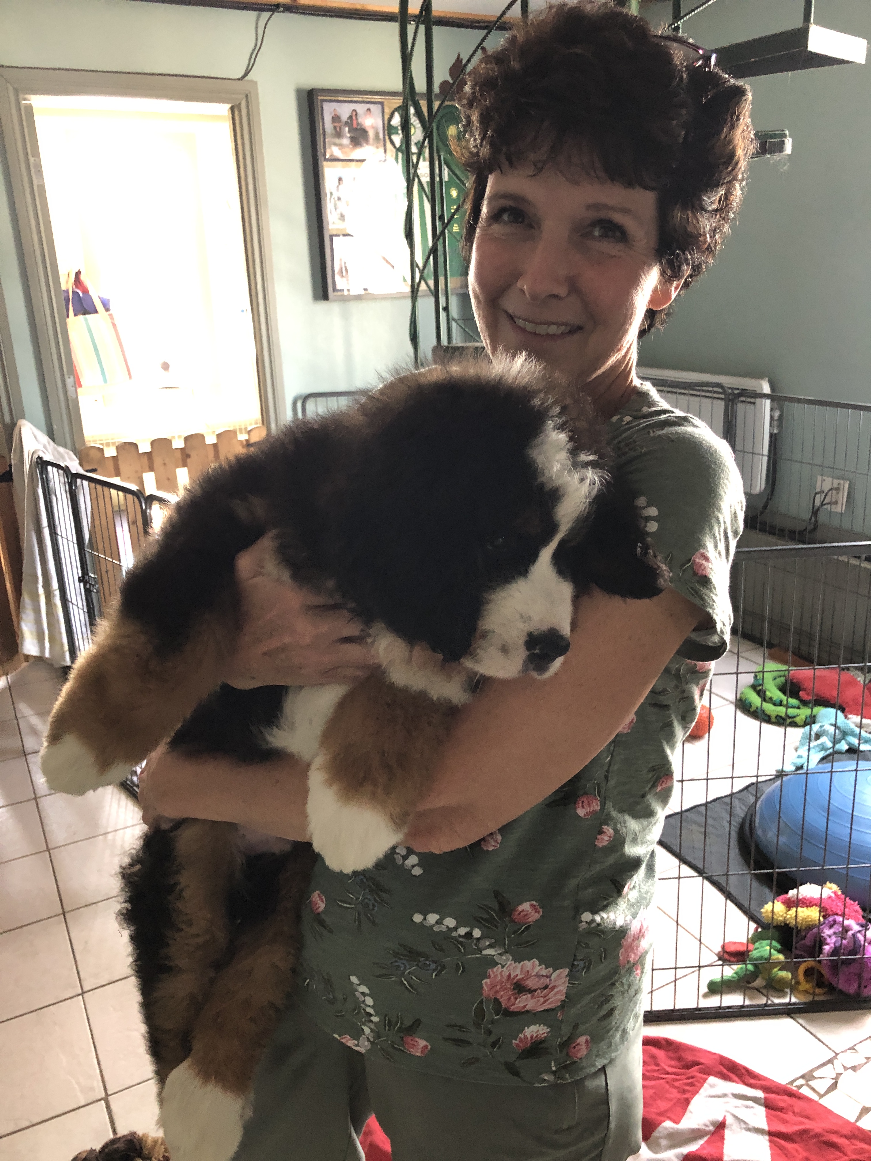smiling woman holding Bernese Mountain Dog puppy